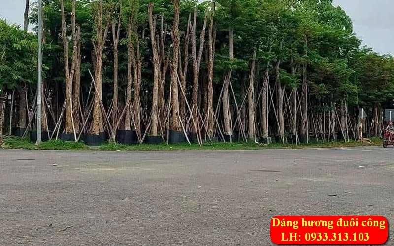 Cây Giáng Hương Công Trình Tại Bà Rịa