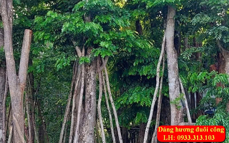 Cây Giáng Hương Công Trình Tại Bà Rịa