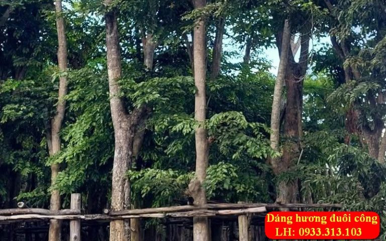 Cây Giáng Hương Công Trình Tại Bà Rịa – Vũng Tàu