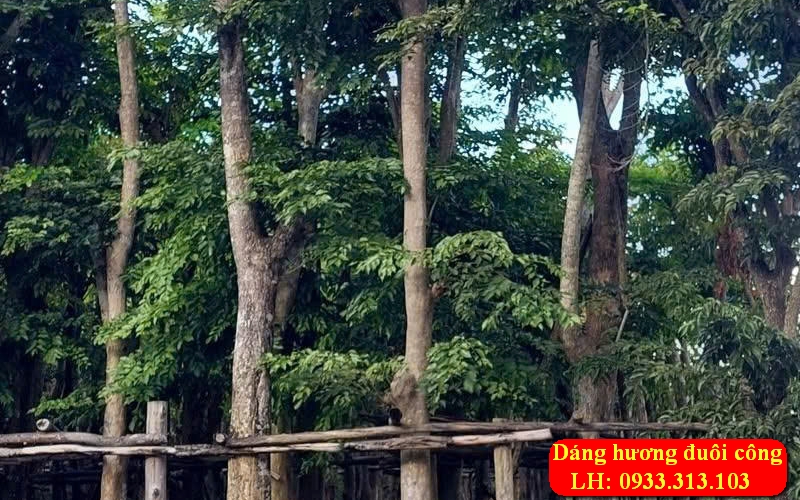 Cây Giáng Hương Công Trình Tại Bà Rịa – Vũng Tàu