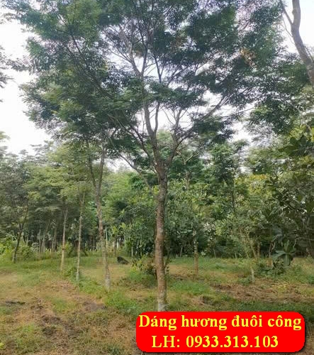 Cây Giáng Hương Công Trình 