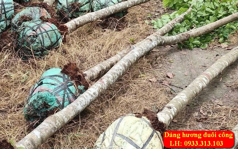 Cây Giáng Hương Công Trình 