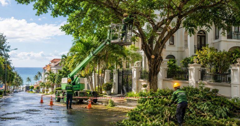 Dịch Vụ Cắt Tỉa Cây Xanh
